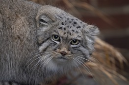 Prospect Park Zoo Joins Program to Breed Near Threatened Pallas’s Cats 